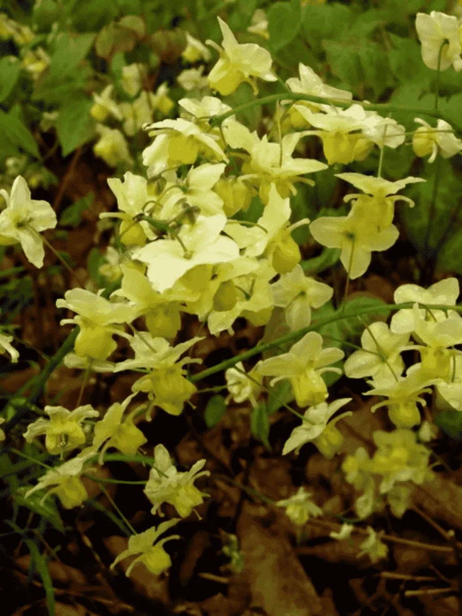 Горянка разноцветная Sulphureum