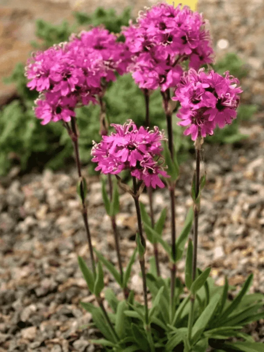 Лихнис альпийский Лихнис альпийский