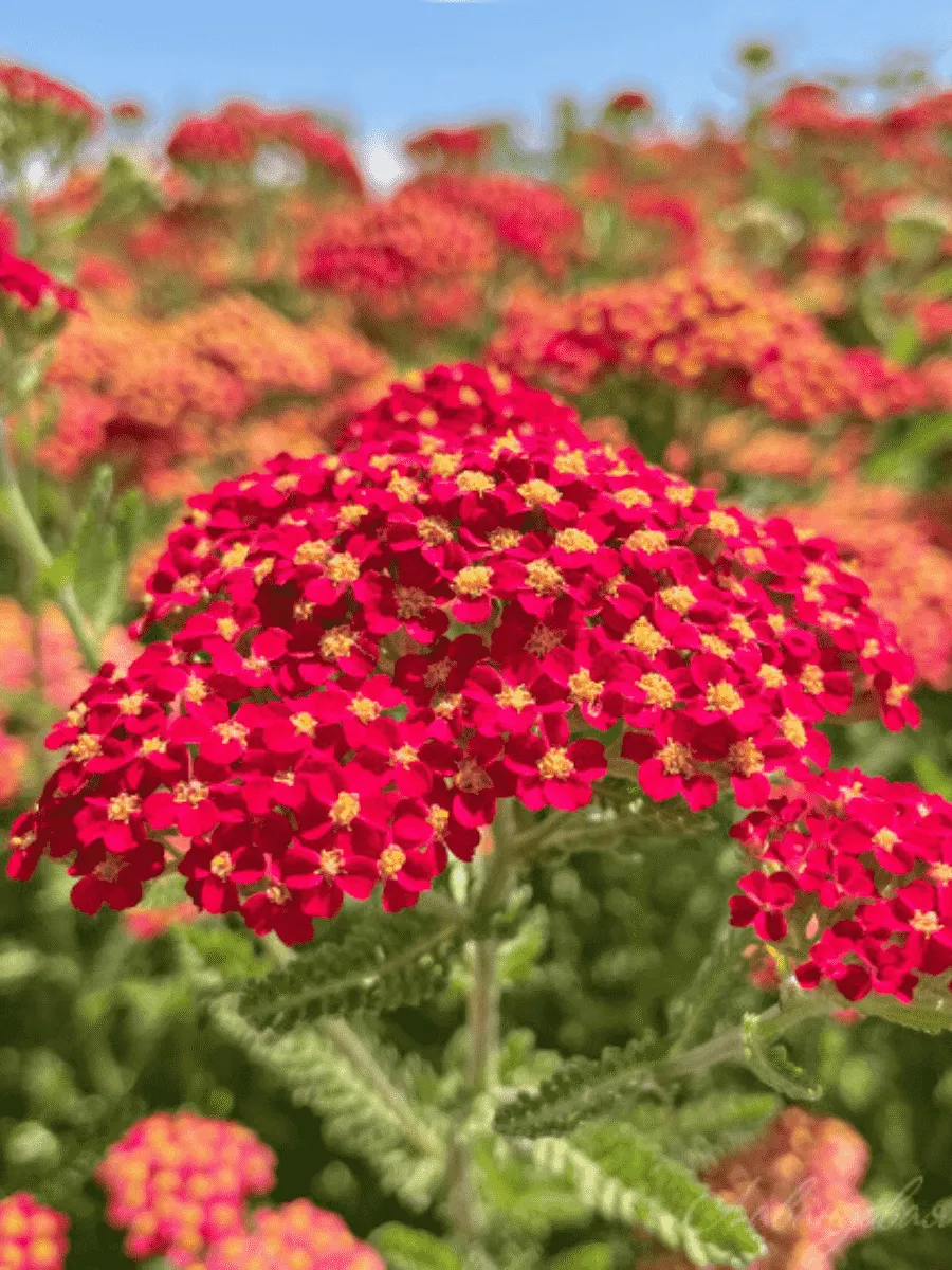 Тысячелистник обыкновенный Red Velvet Тысячелистник обыкновенный Red Velvet