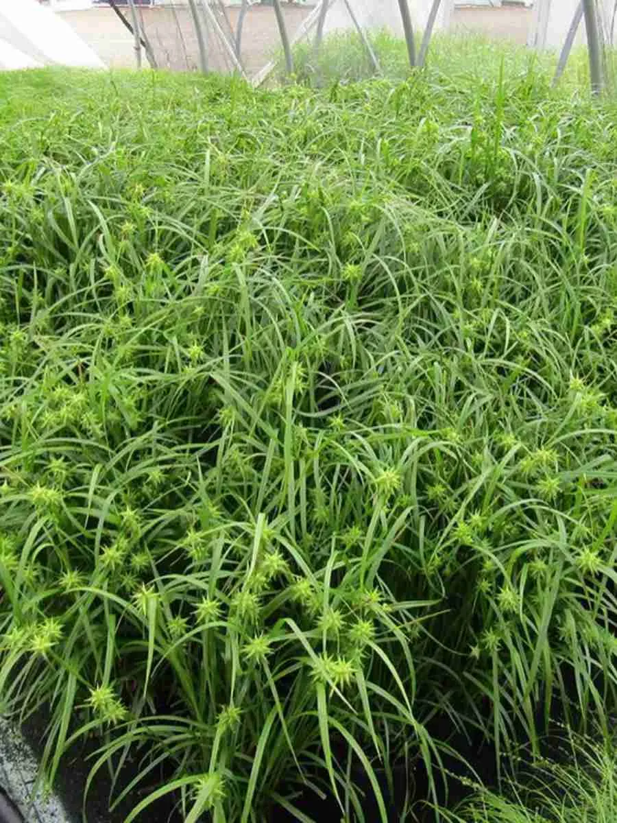 Осока Грея Осока Грея