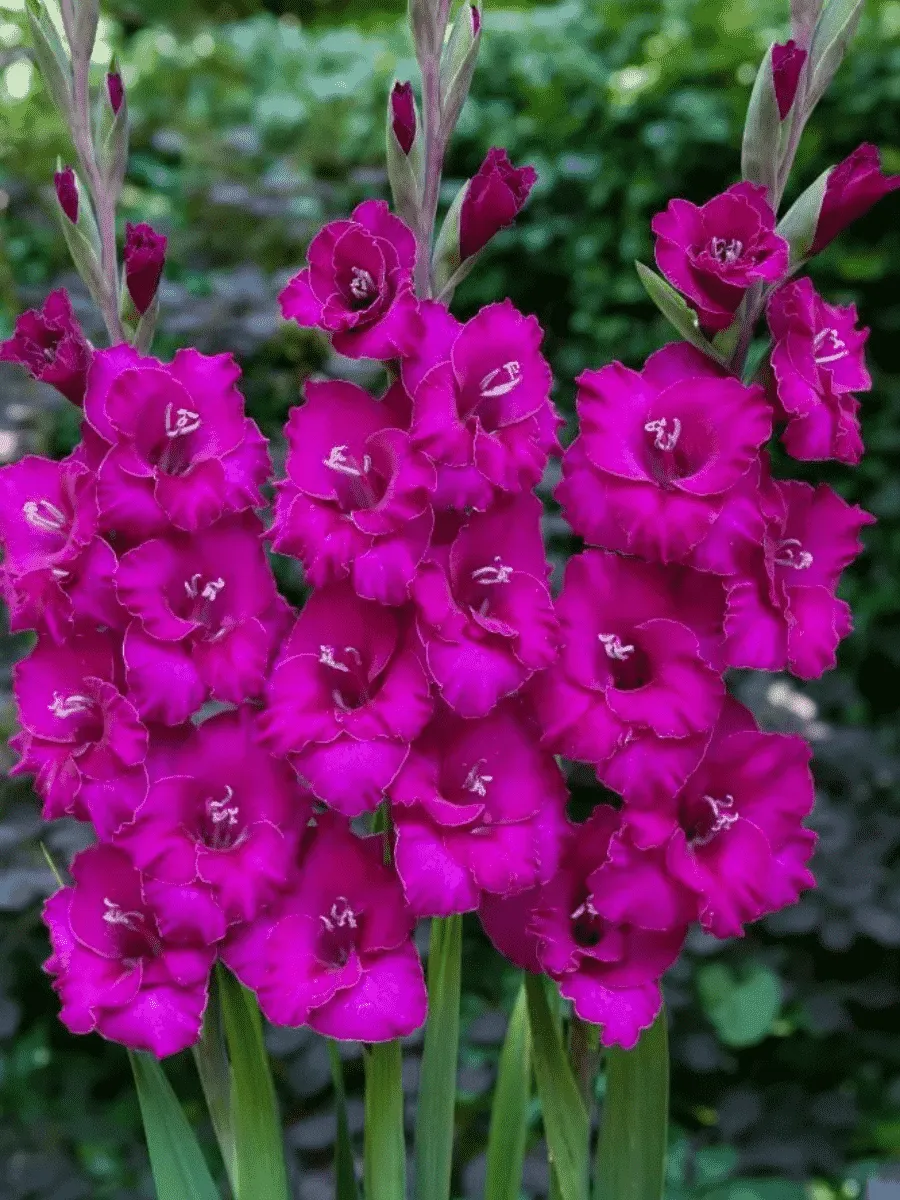 Гладиолус Manuela