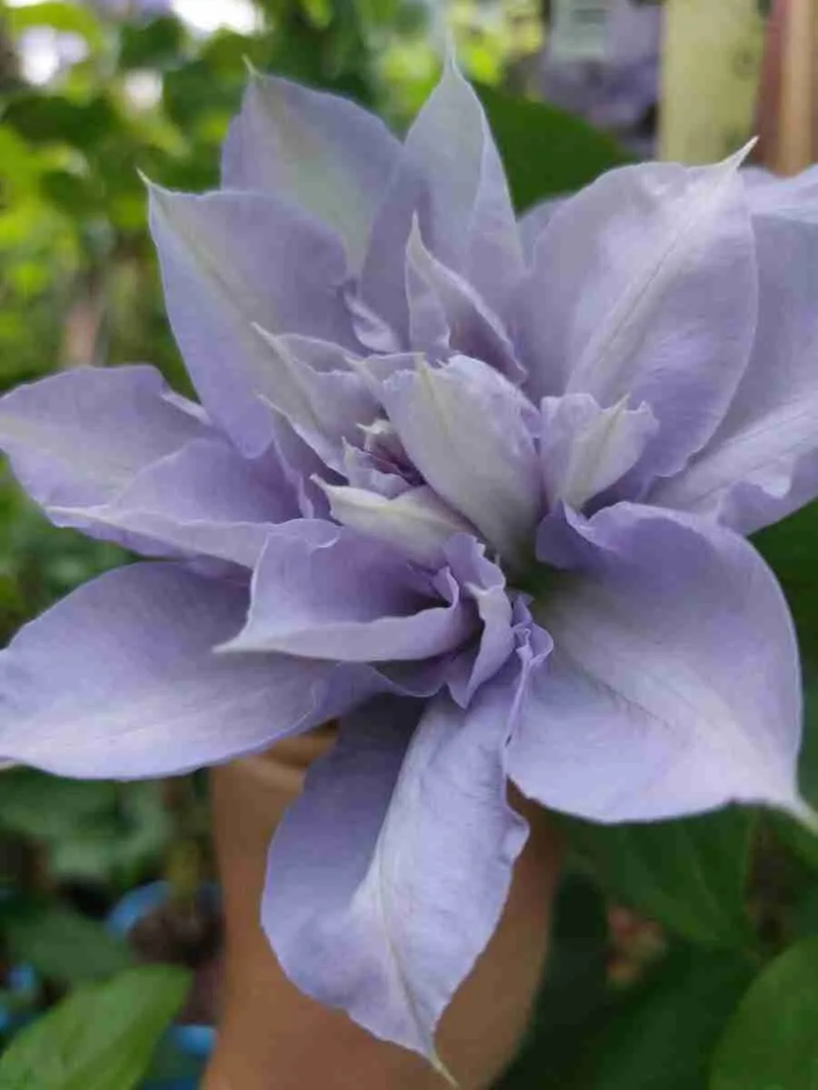 Клематис Blue Cotillion