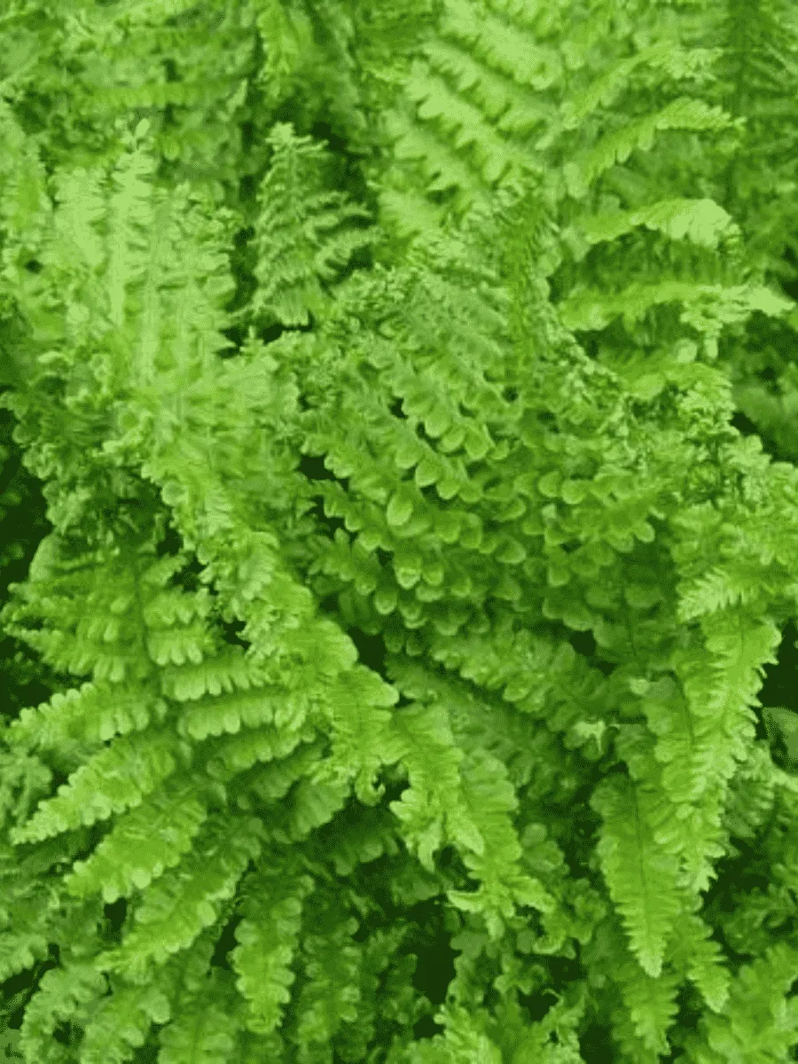 Щитовник мужской Cristata