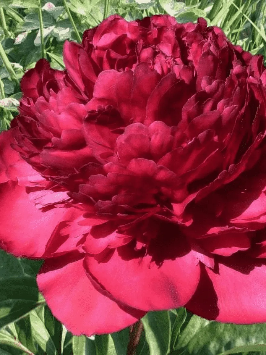 Пион Молочноцветковый Best Men