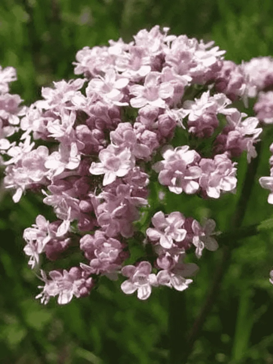 Валериана Валериана