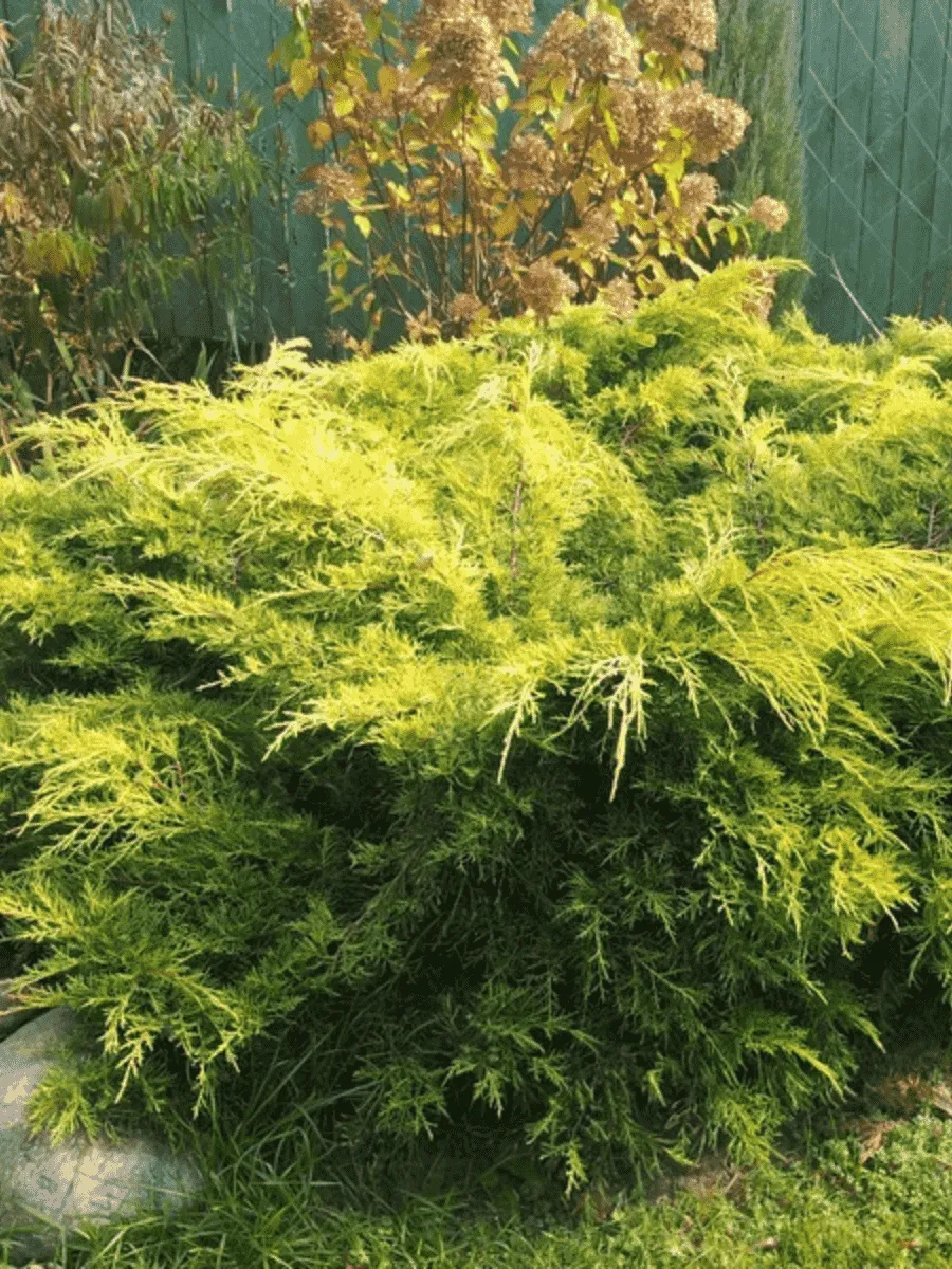 Можжевельник средний Gold Kissen