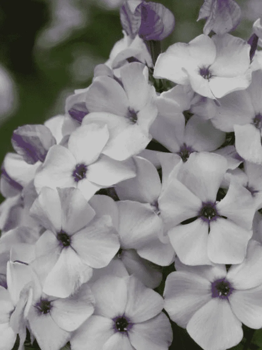 Флокс метельчатый Чайка