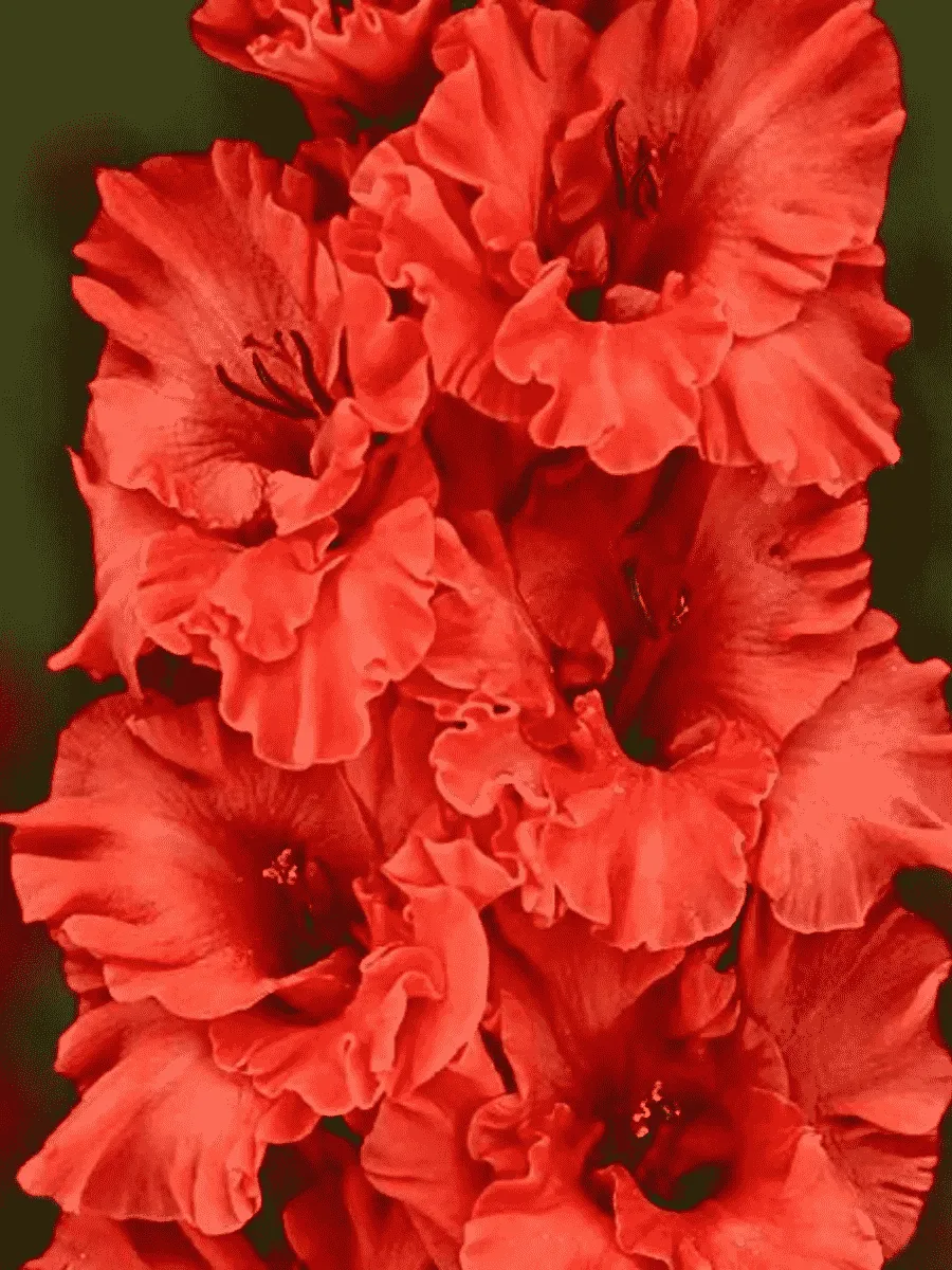 Гладиолус Fire Ruffle