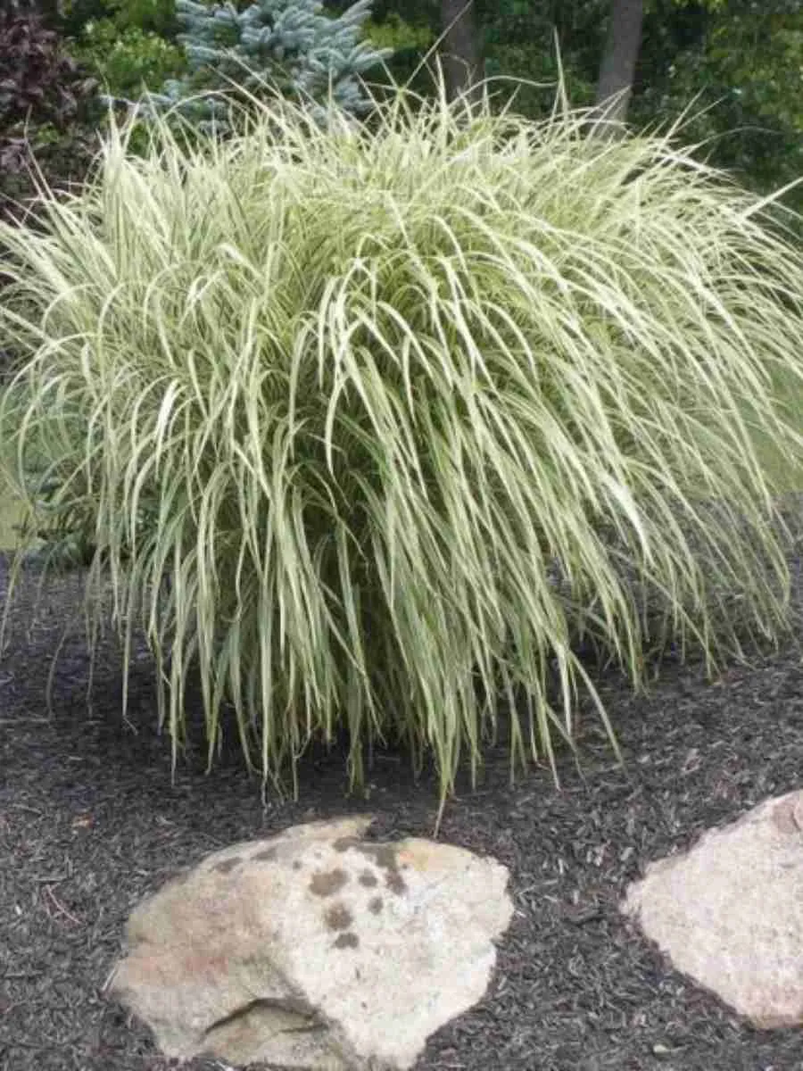 Мискантус китайский Variegatus  Мискантус китайский Variegatus