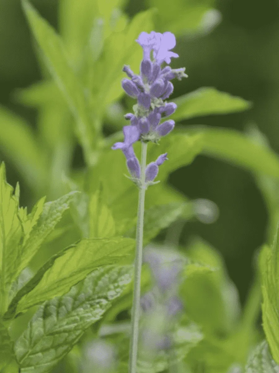 Мята Лаванда