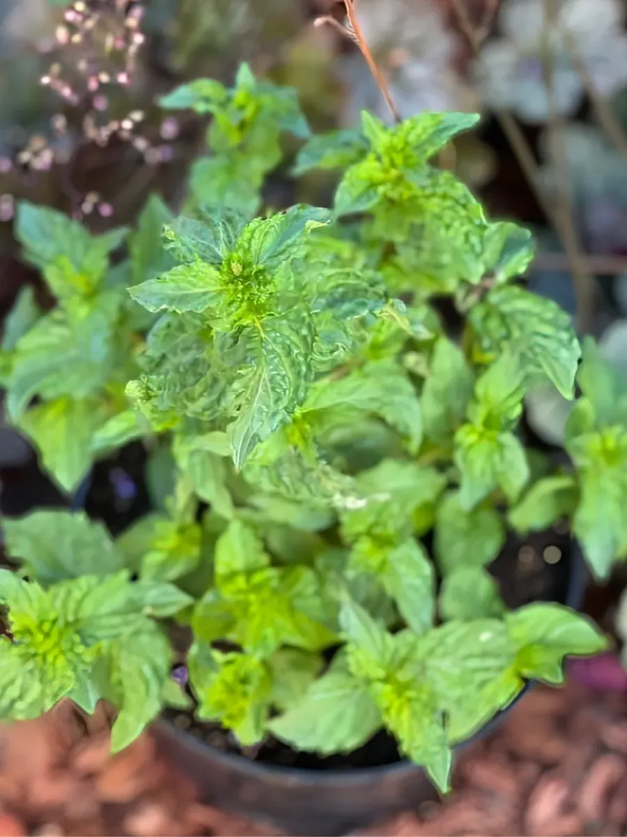 Мята Фруктовые чипсы