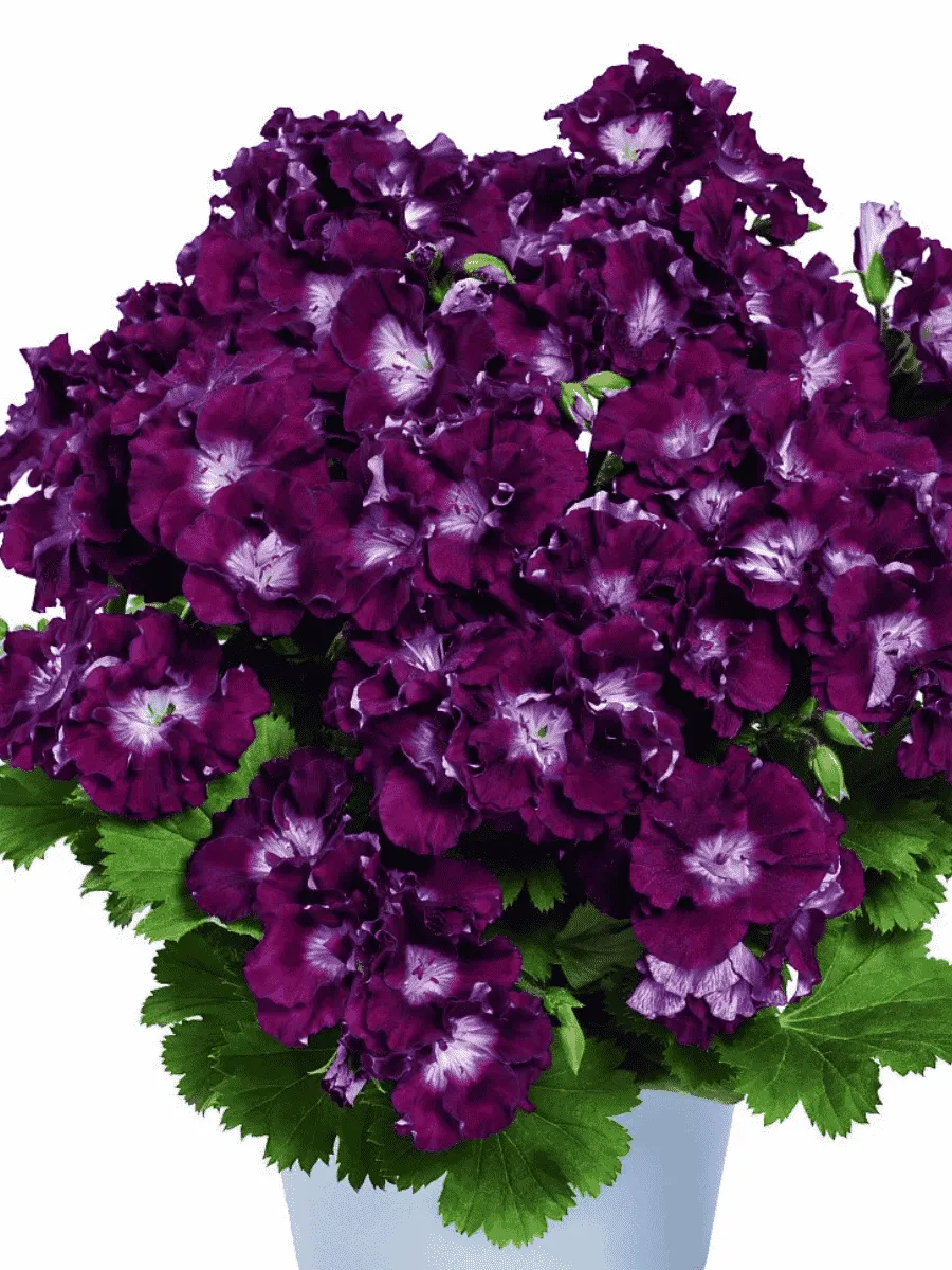 Пеларгония королевская Melua Burgundy Пеларгония королевская Melua Burgundy