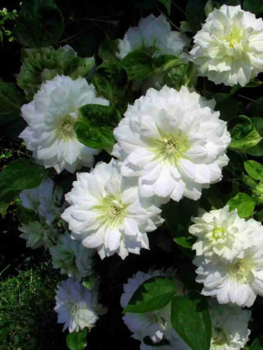 Клематис гибридный Duchess of Edinburgh