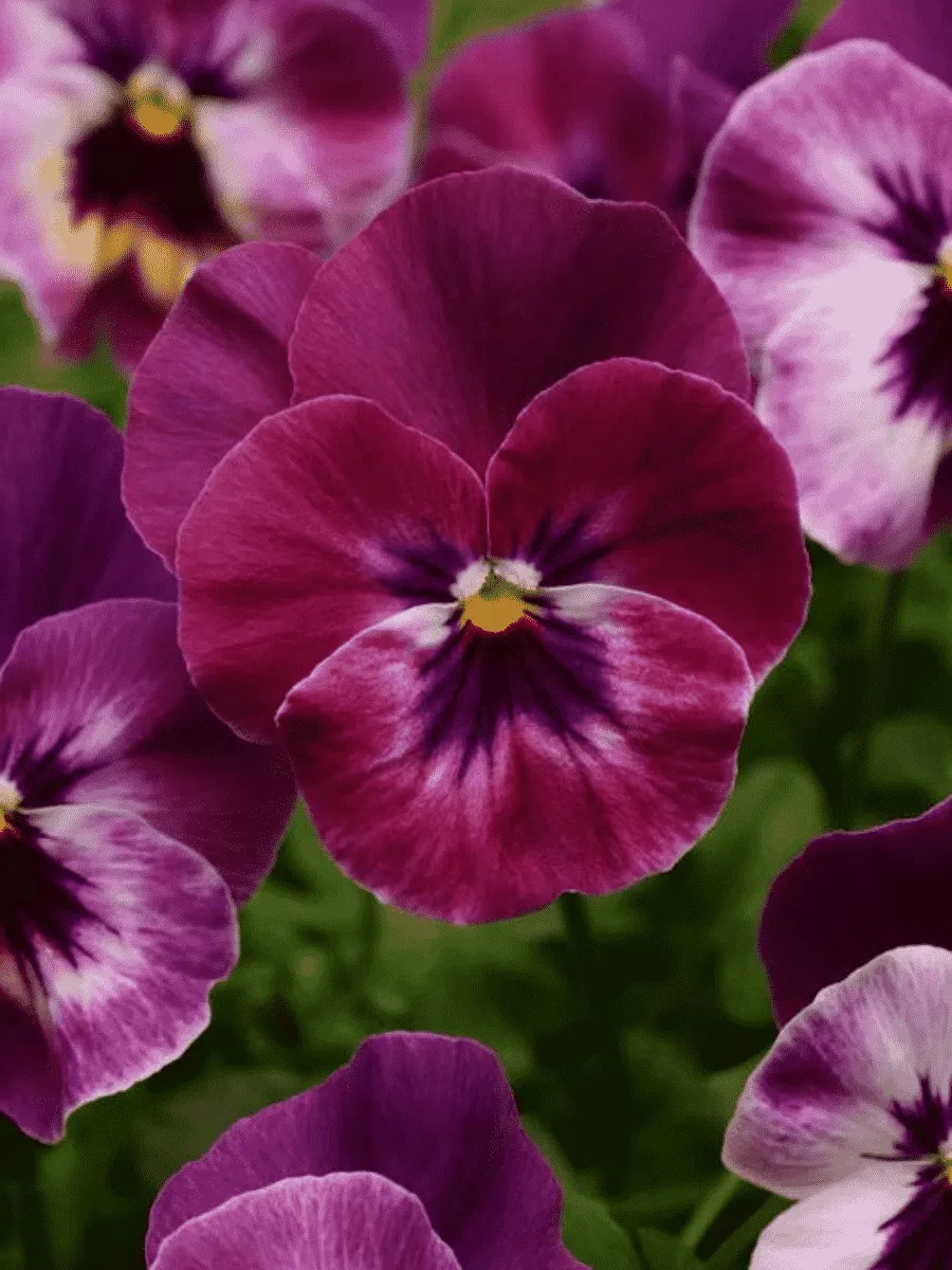 Виола рогатая Sorbet Rasberry