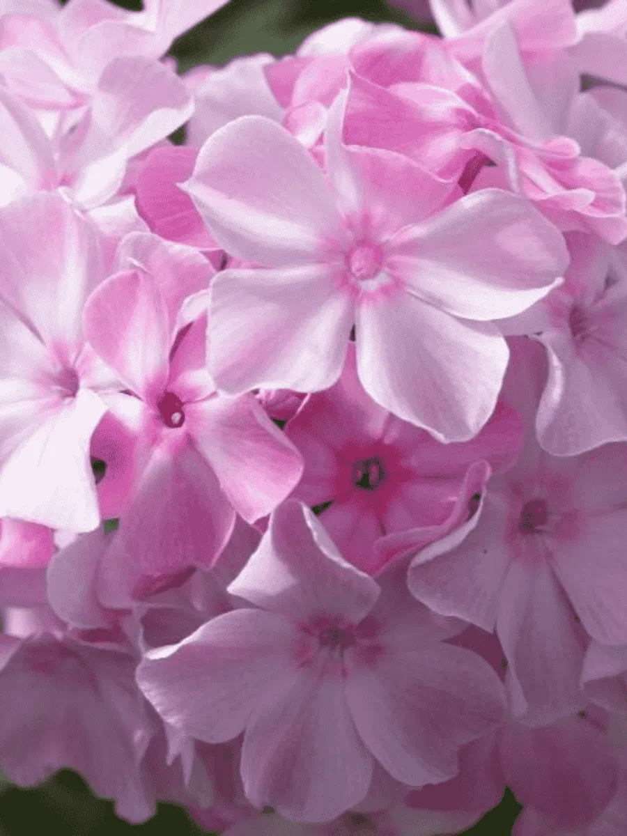 Флокс метельчатый Монплезир