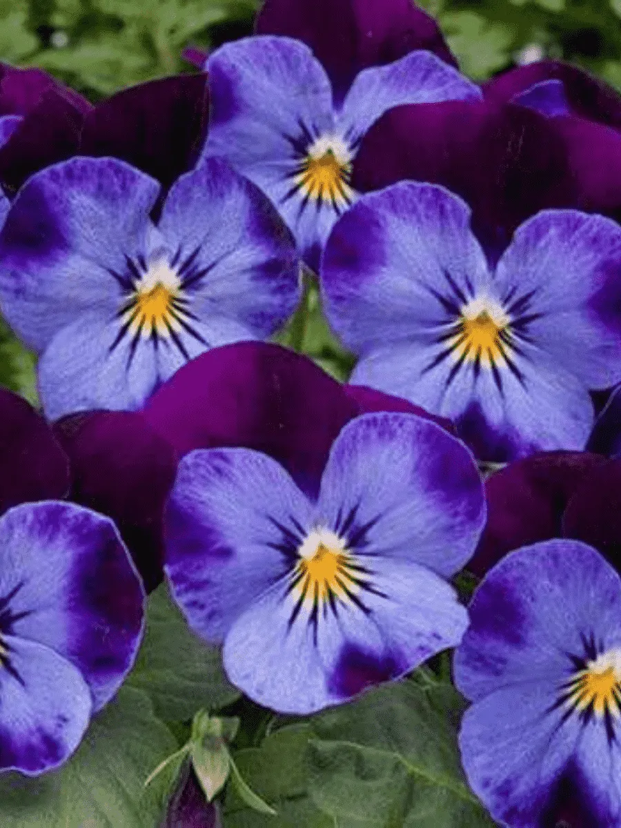 Виола рогатая Denim Jump up