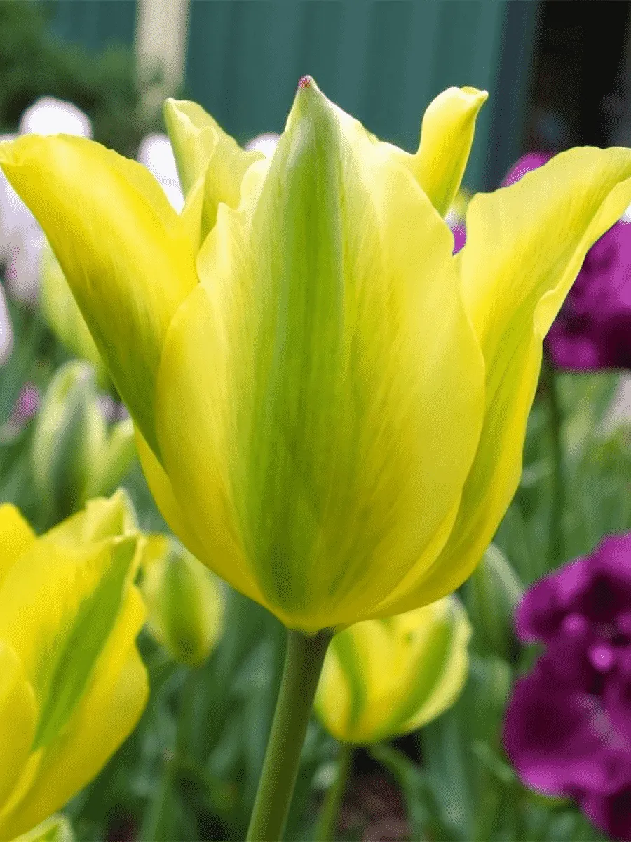 Тюльпан Humming Bird