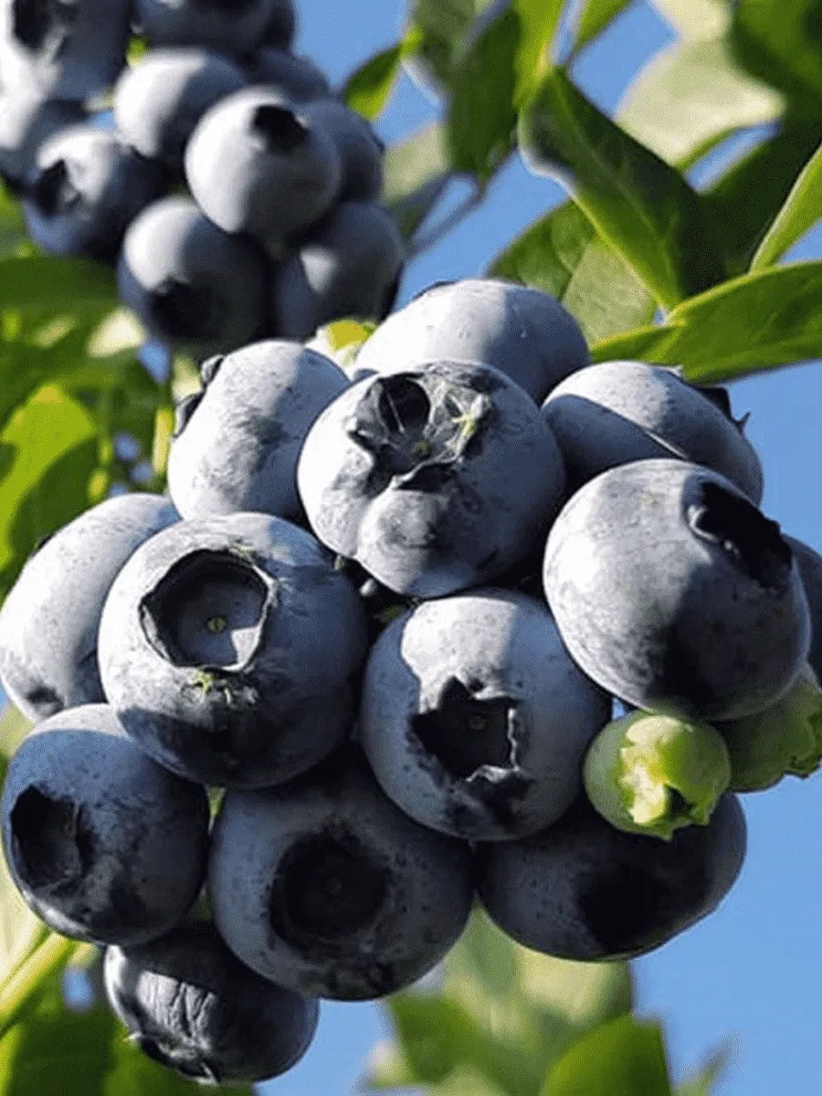 Голубика высокорослая Darrow Голубика высокорослая Darrow