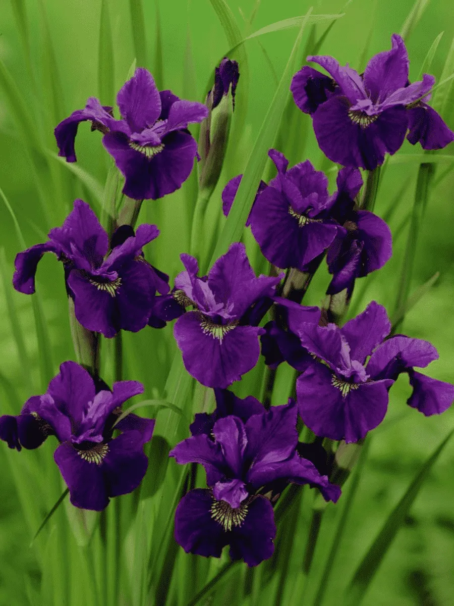 Ирис сибирский Purplelicious Ирис сибирский Purplelicious