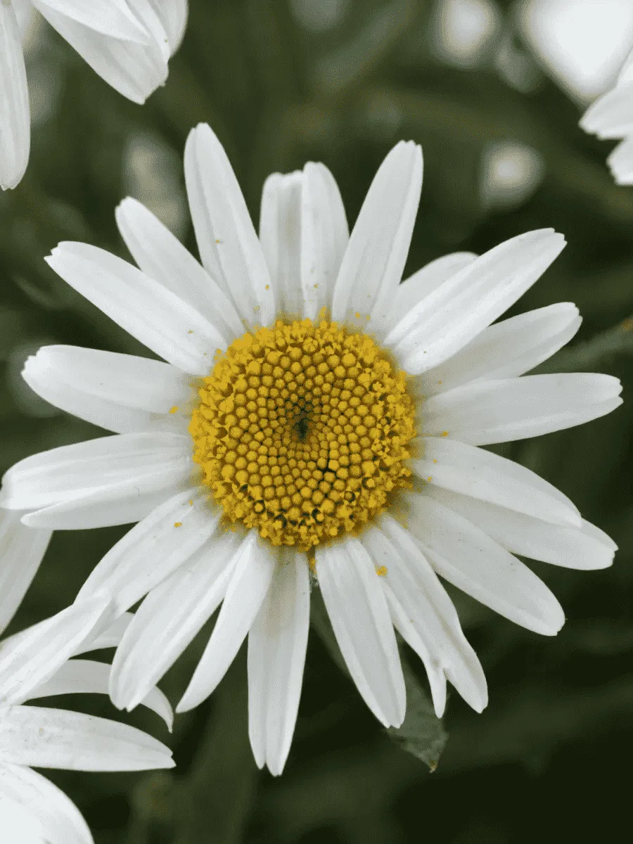 Нивяник наибольший White Line