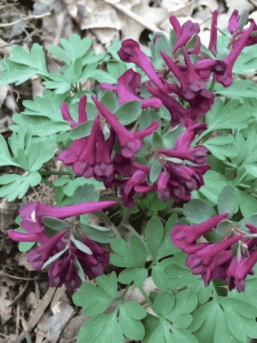 Хохлатка Purple Bird