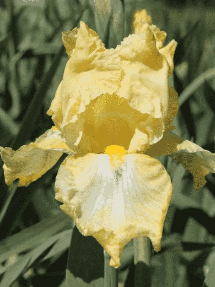 Ирис германский Summer Olympics