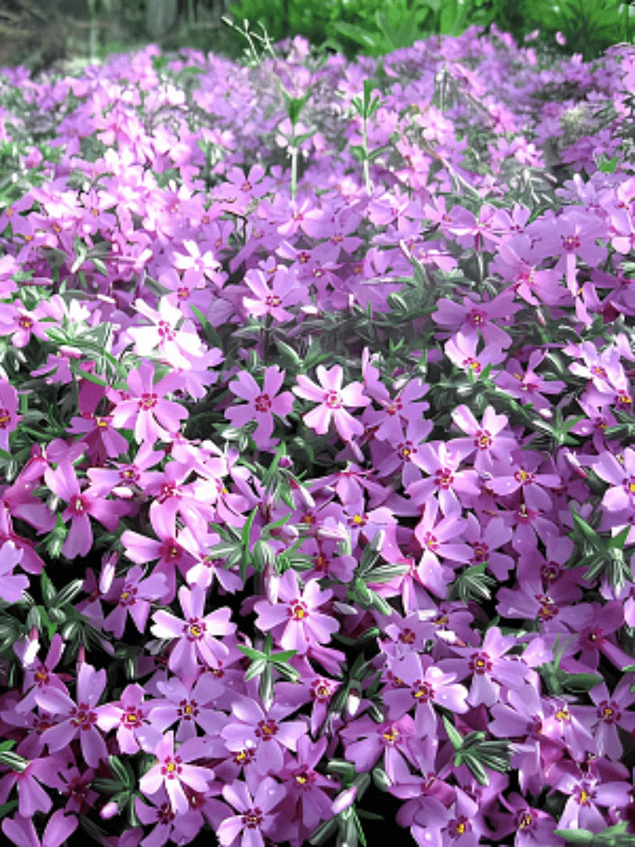 Флокс шиловидный Moerheimii