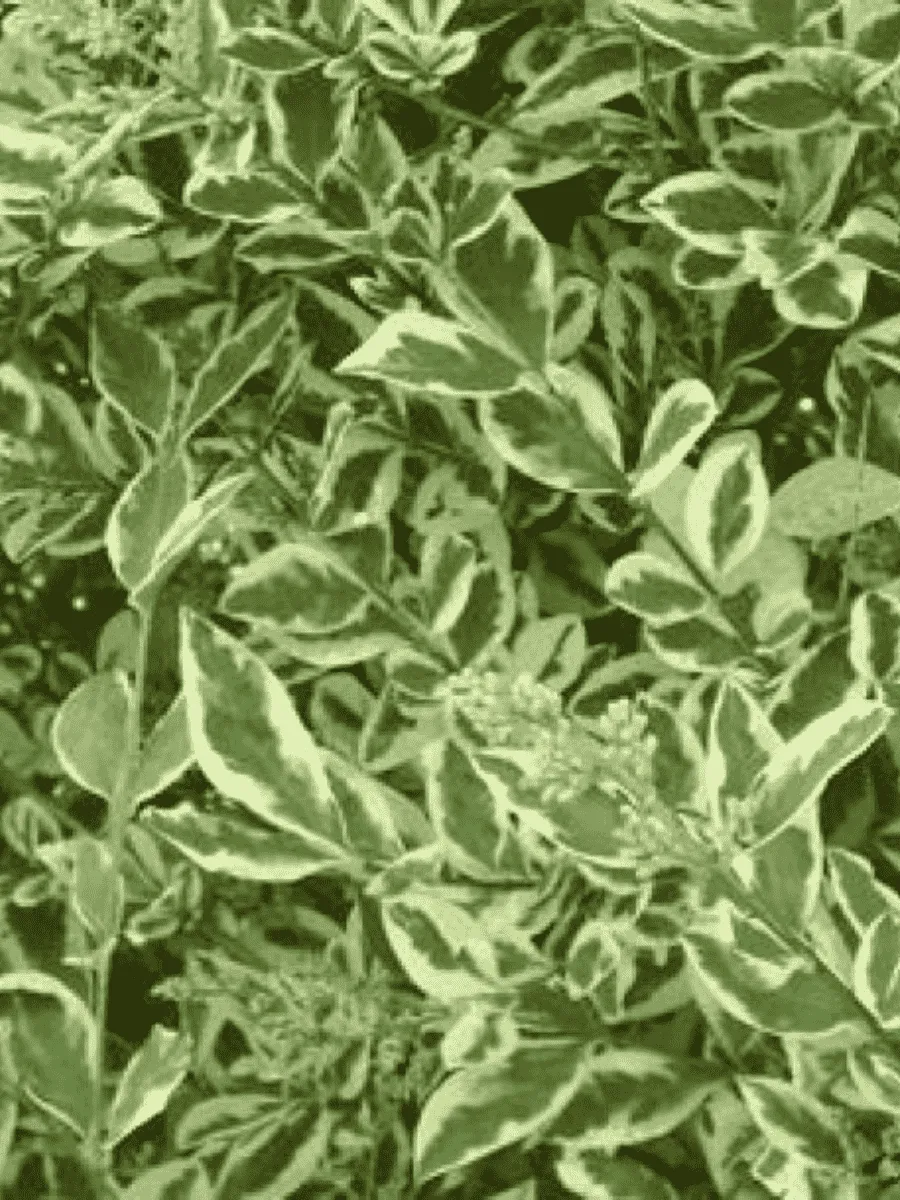 Бирючина овальнолистная Argenteum