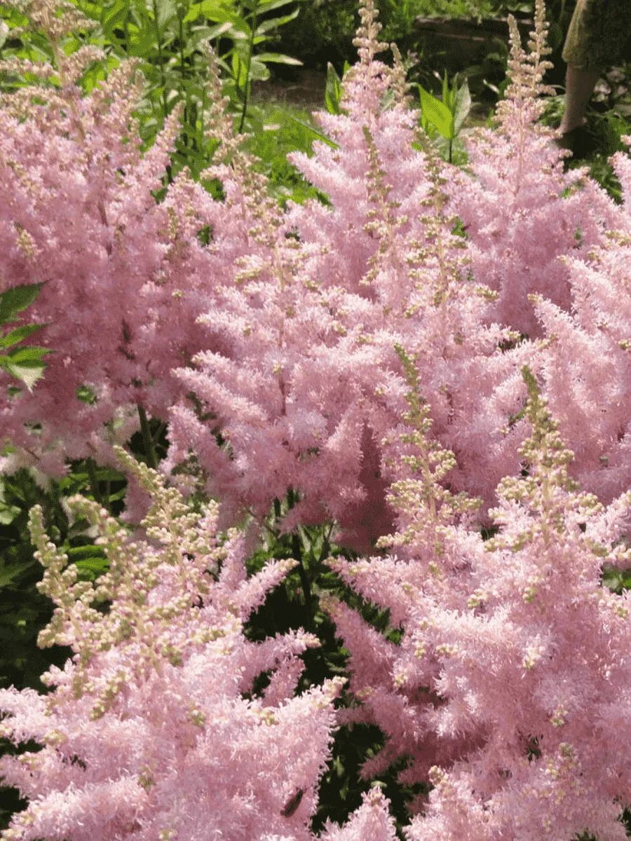 Астильба Creamy Pearls