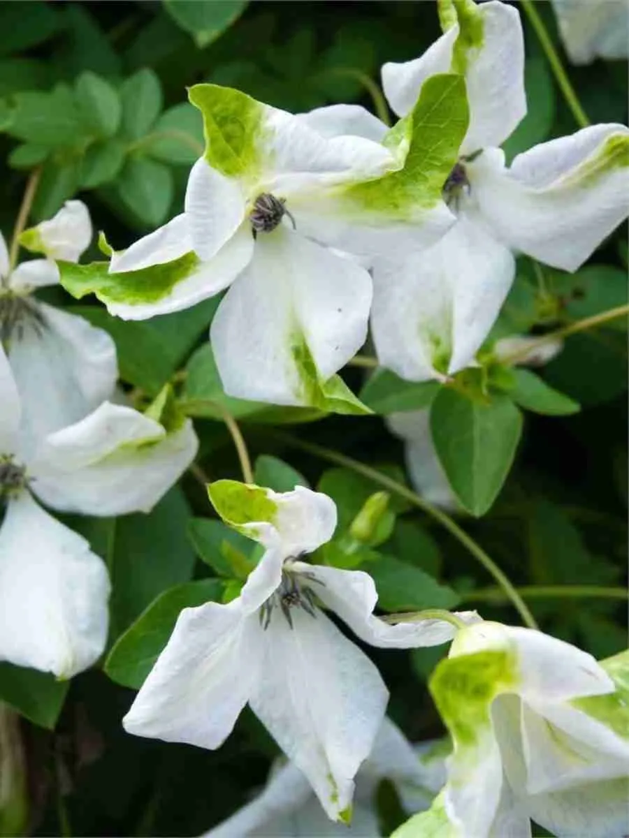 Клематис Витицелла Alba Luxurians