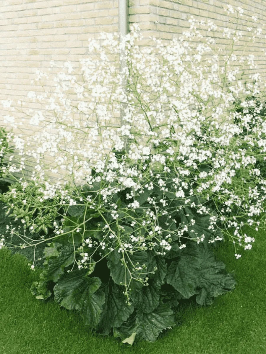 Катран сердцелистный