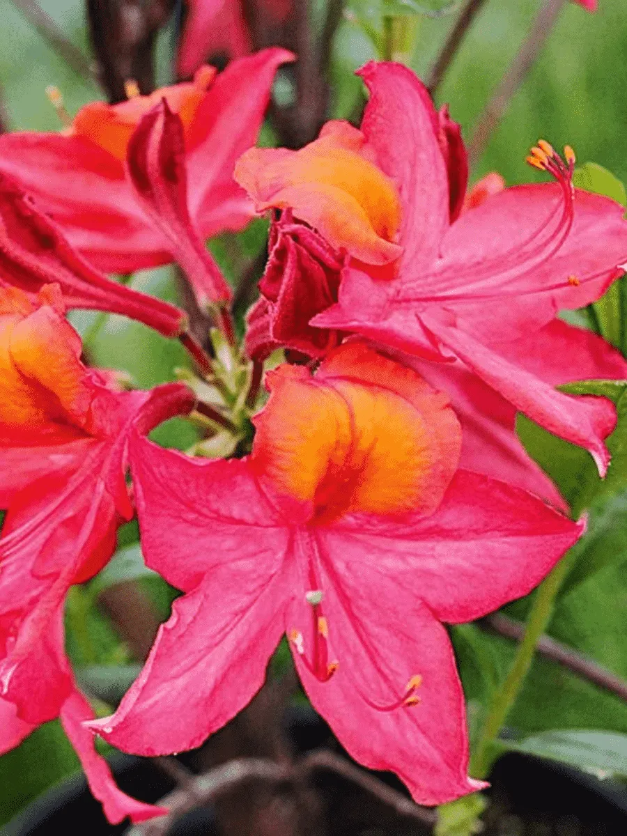 Азалия крупноцветковая Tunis Азалия крупноцветковая Tunis