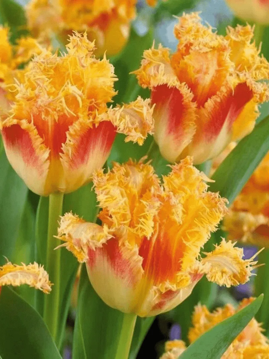 Тюльпан Joint Devision