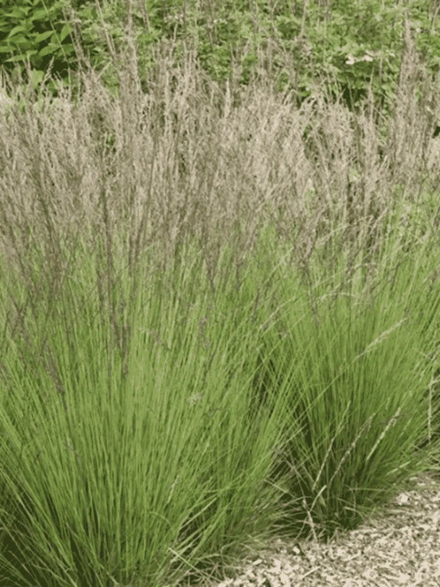 Молиния голубая JS Aha-Erlebnis