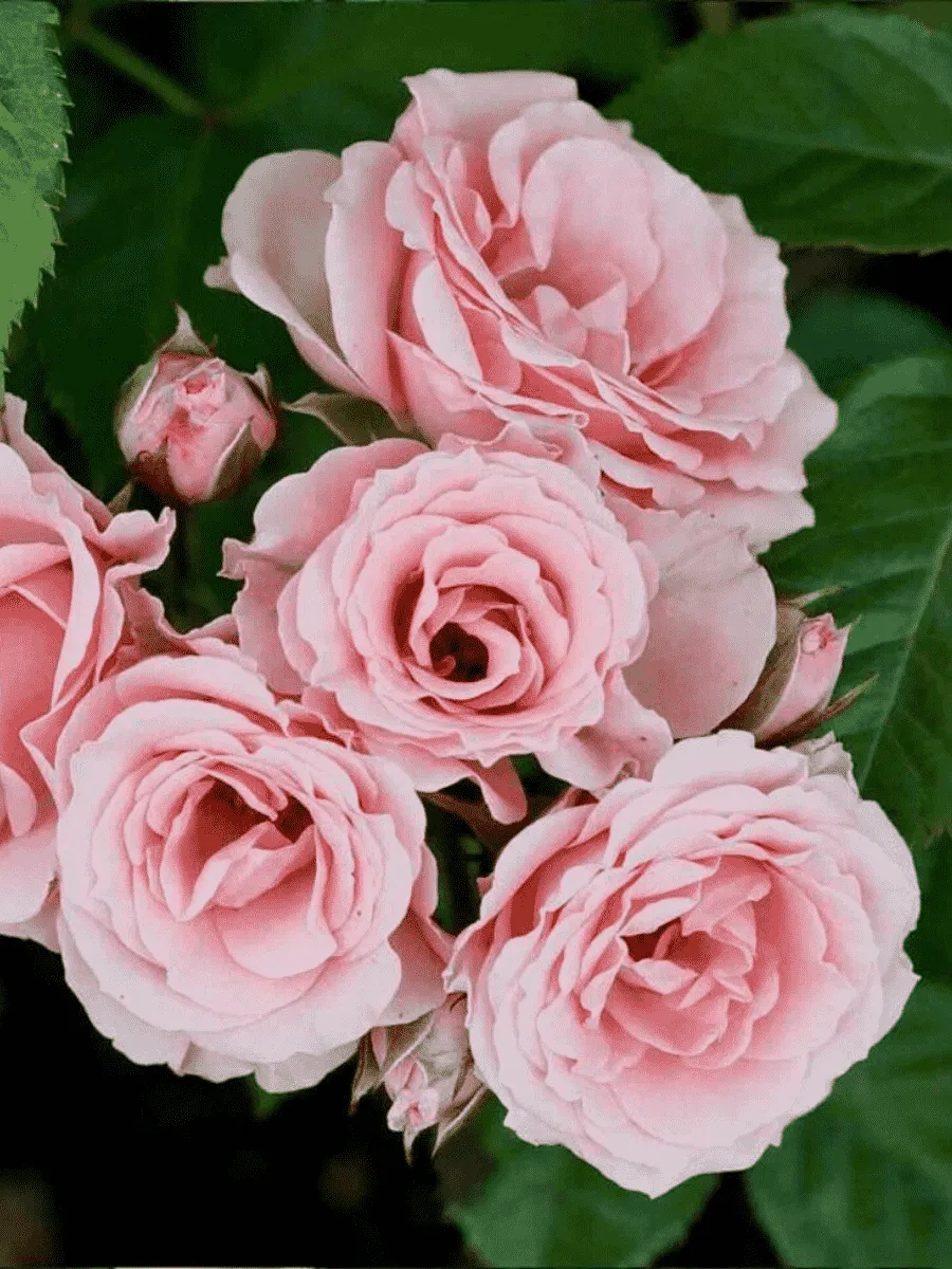 Роза спрей Lydia Роза спрей Lydia