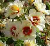 Роза гибридная Glorious Babylon Eyes