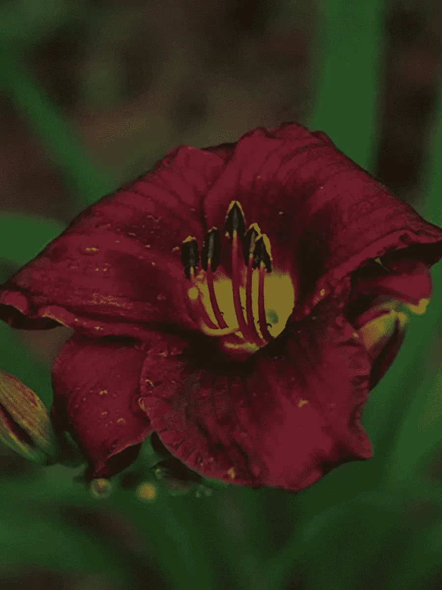 Лилейник Purple Rain