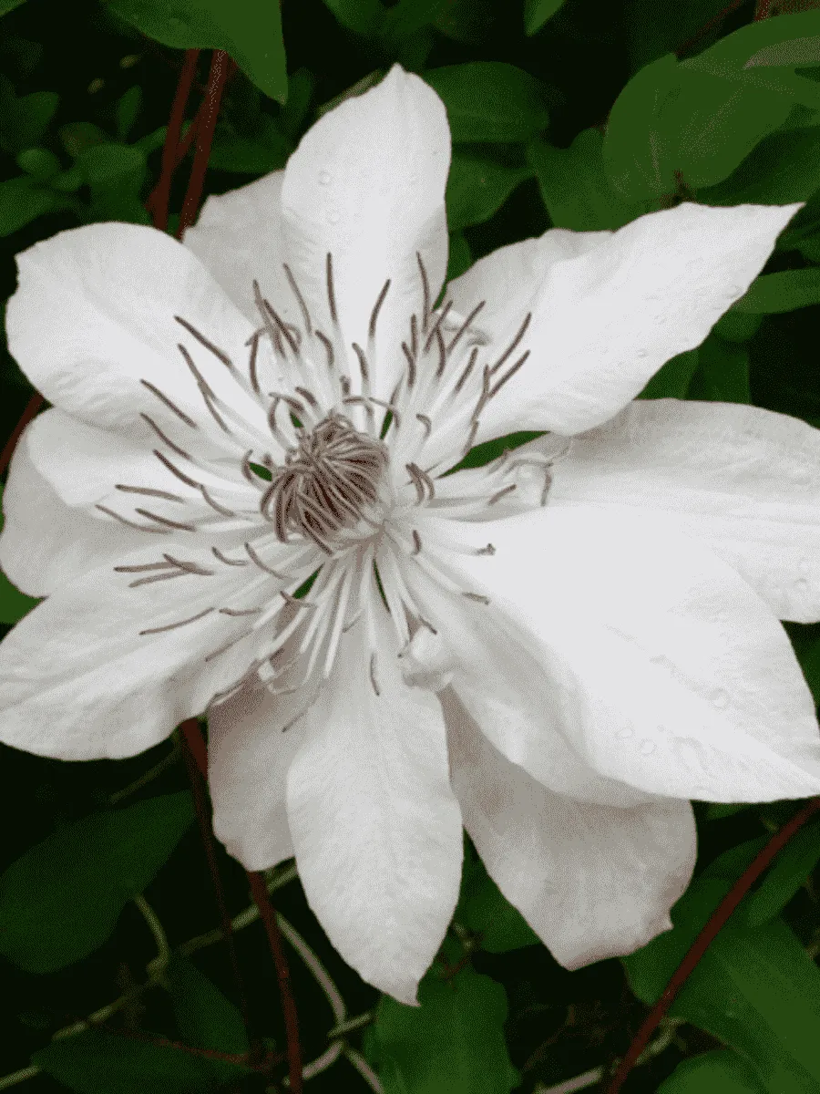 Клематис гибридный Matka Urszula Ledóchowska