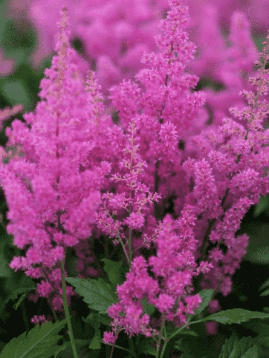 Астильба японская Mainz Астильба японская Mainz
