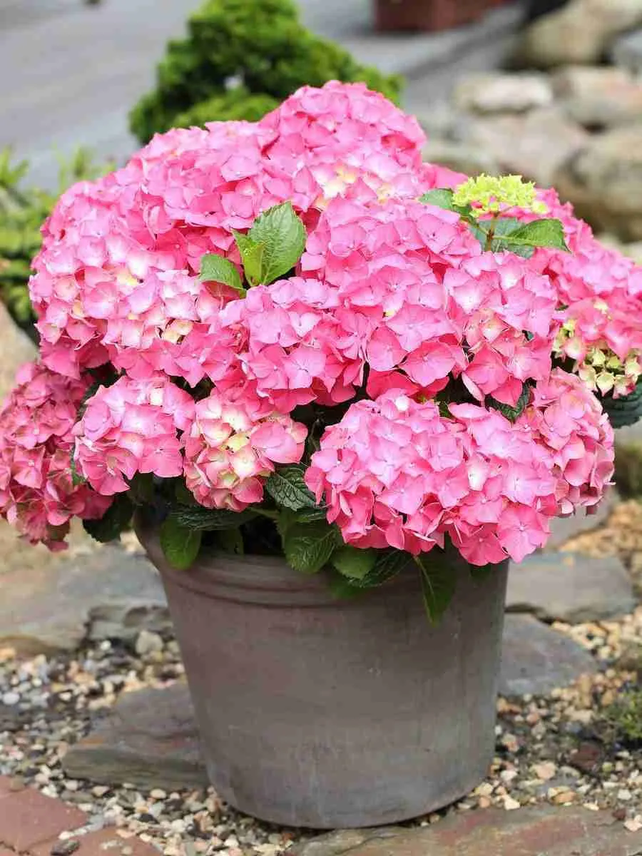 Гортензия крупнолистная Forever and ever Pink