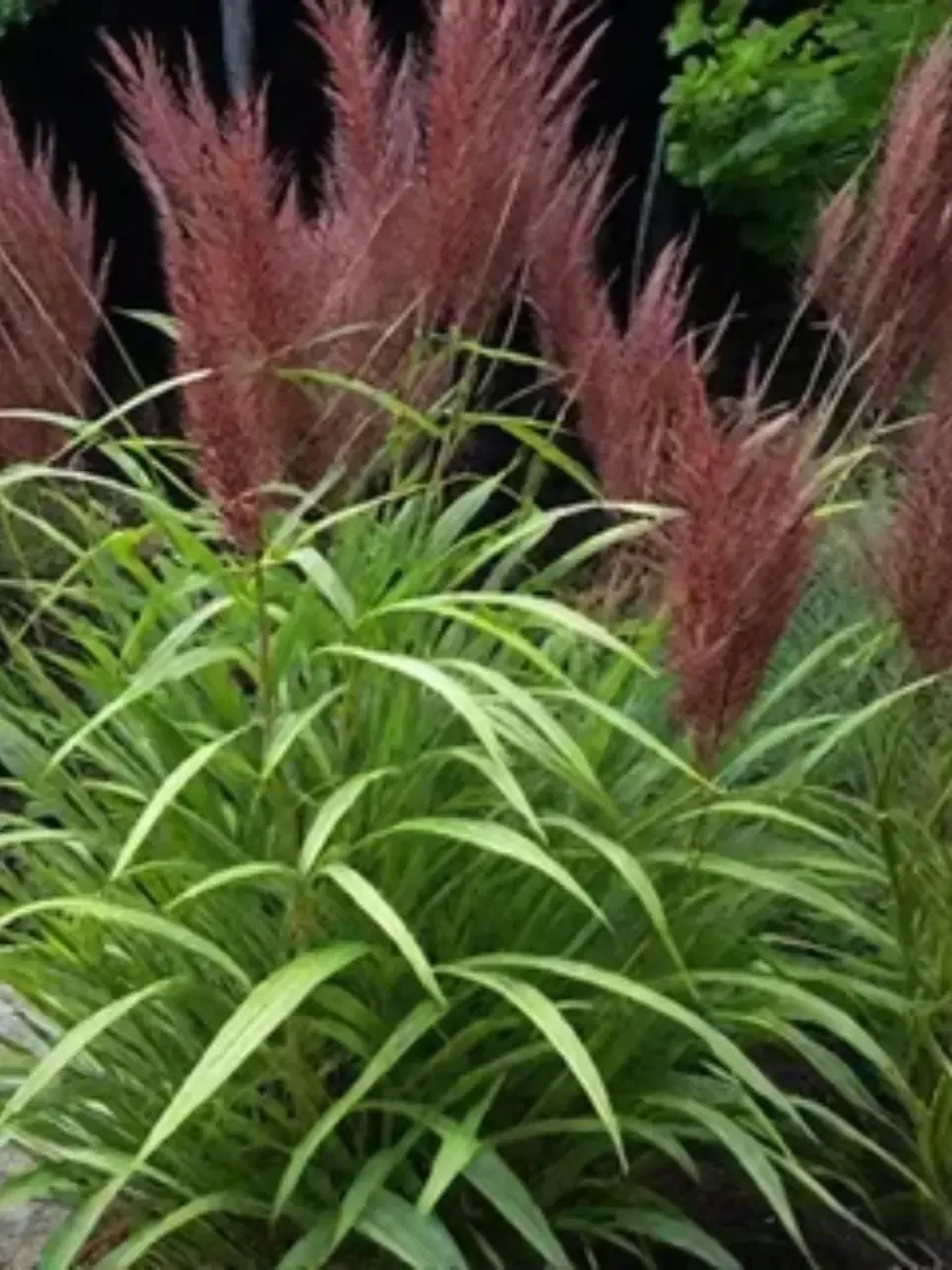 Мискантус китайский Malepartus Мискантус китайский Malepartus