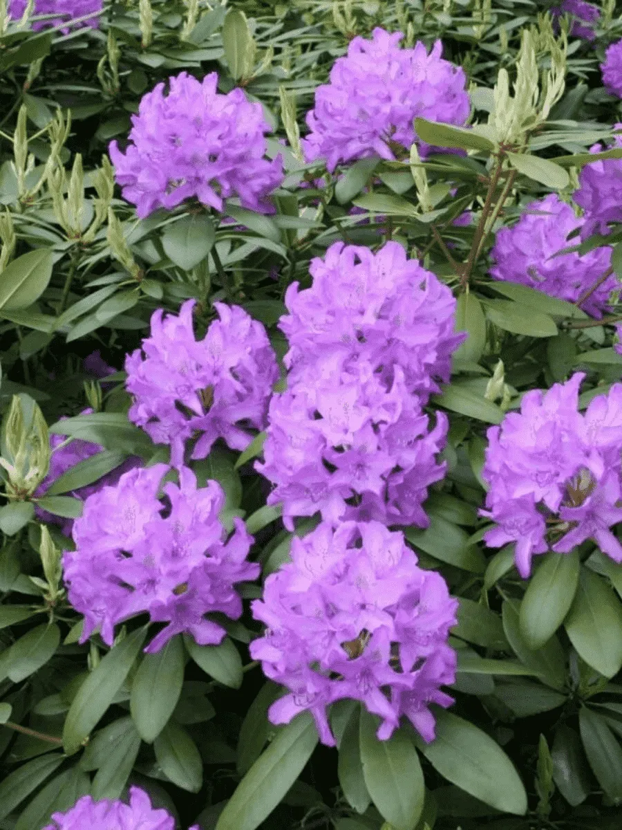 Рододендрон гибридный Catawbiense Grandiflorum