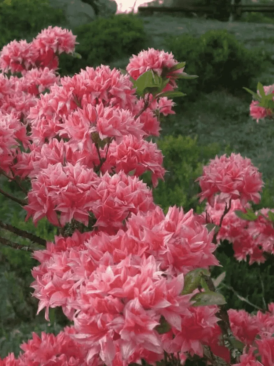 Азалия крупноцветковая Homebush Азалия крупноцветковая Homebush