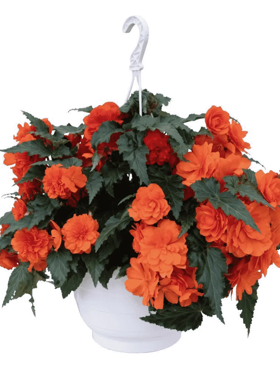 Бегония Orange Бегония Orange