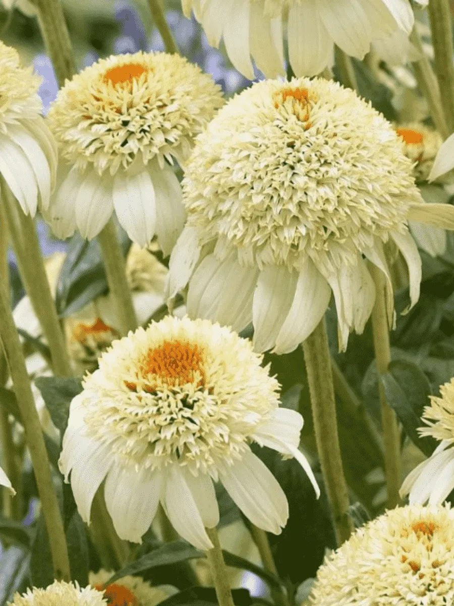 Эхинацея пурпурная Milkshake