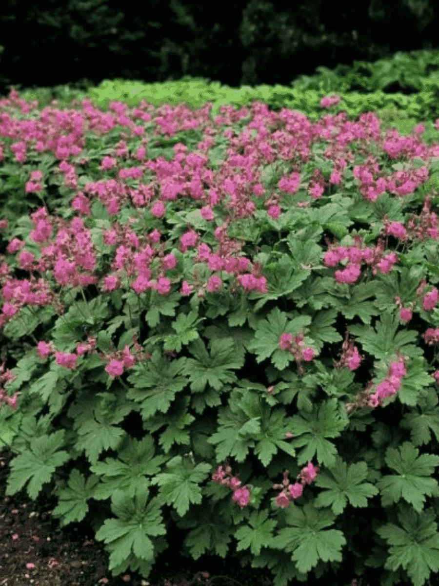 Герань крупнокорневищная Cream Pink