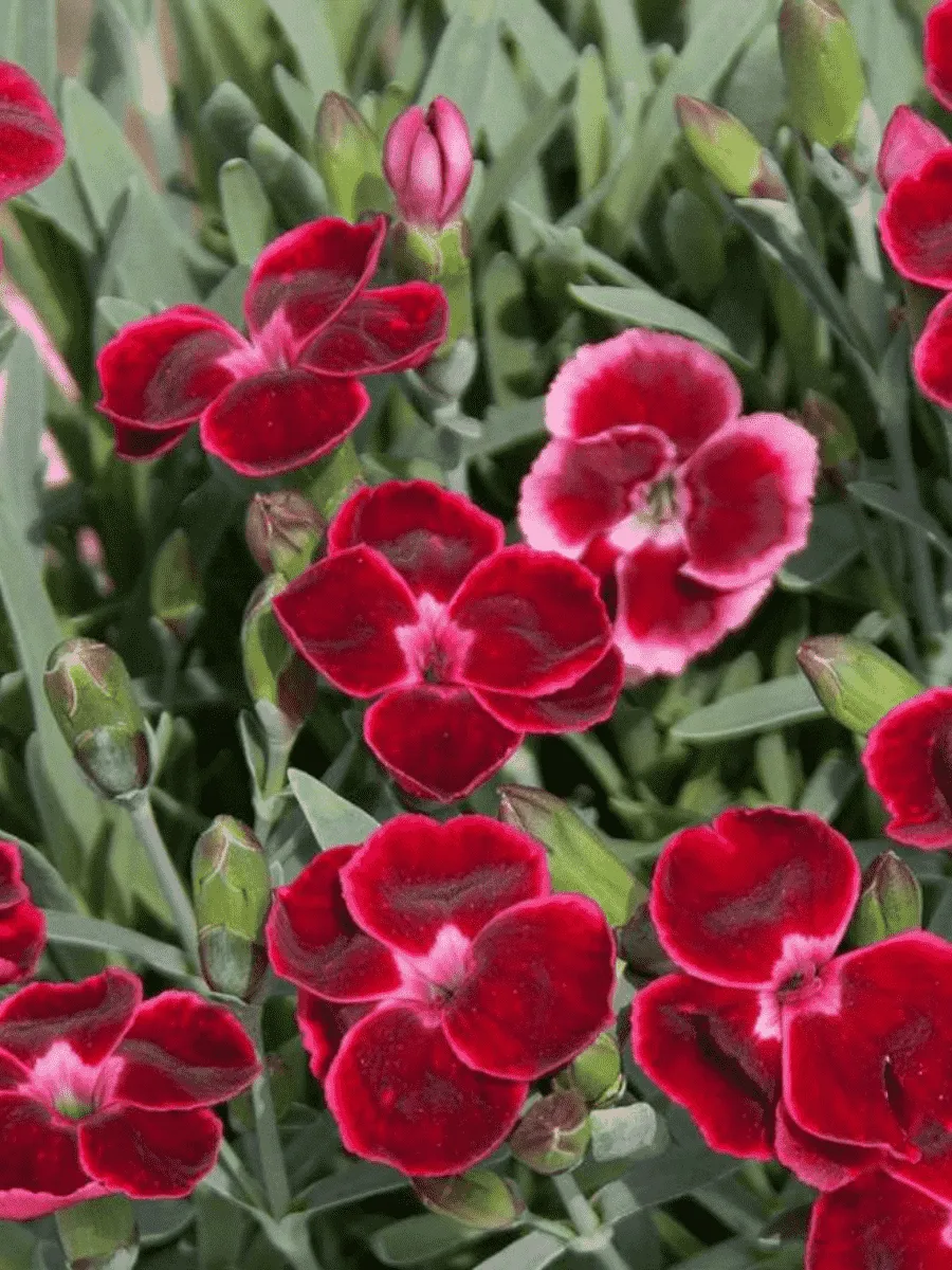Гвоздика Diantica Velvet Гвоздика Diantica Velvet