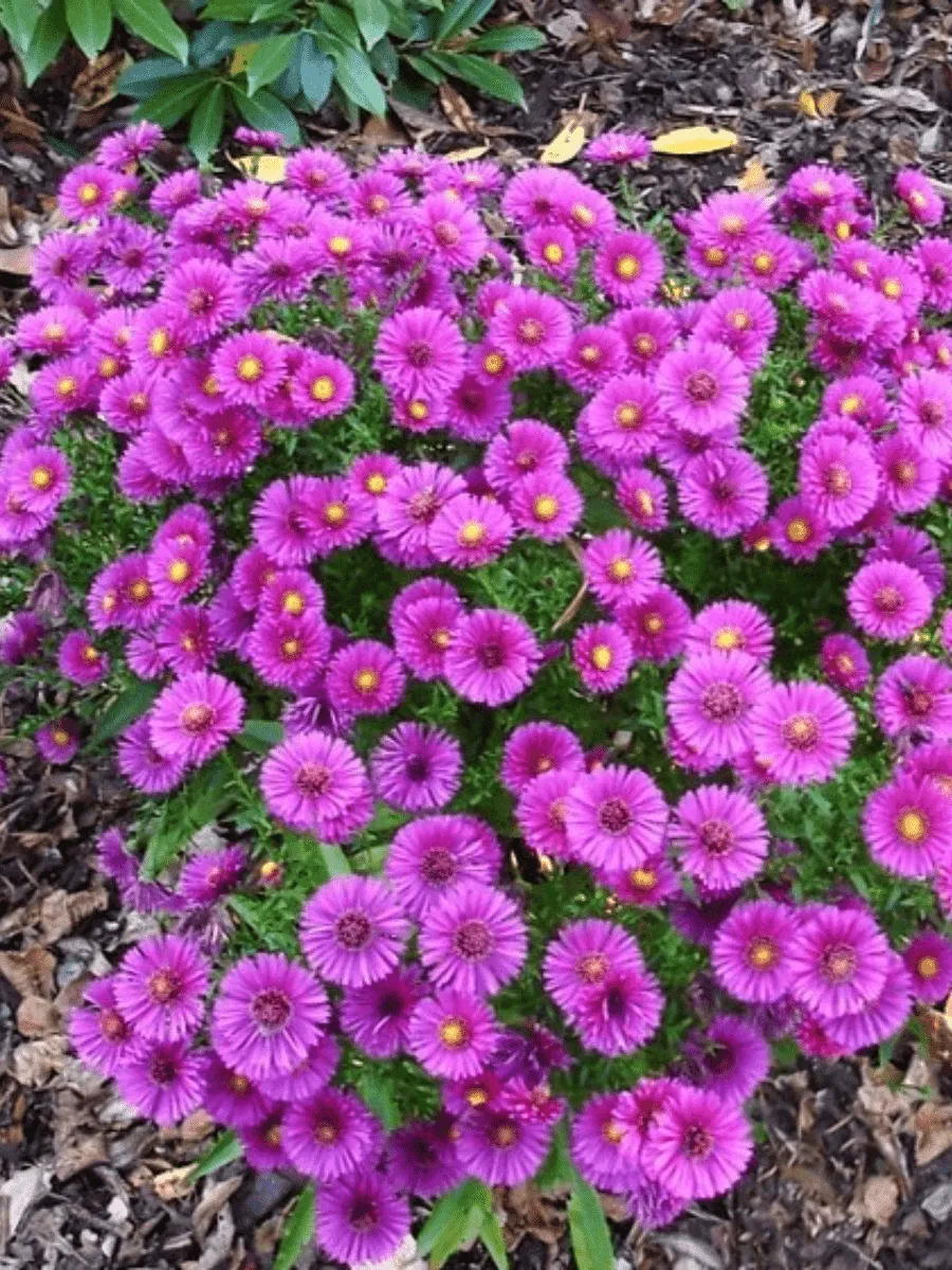 Астра кустарниковая Starlight