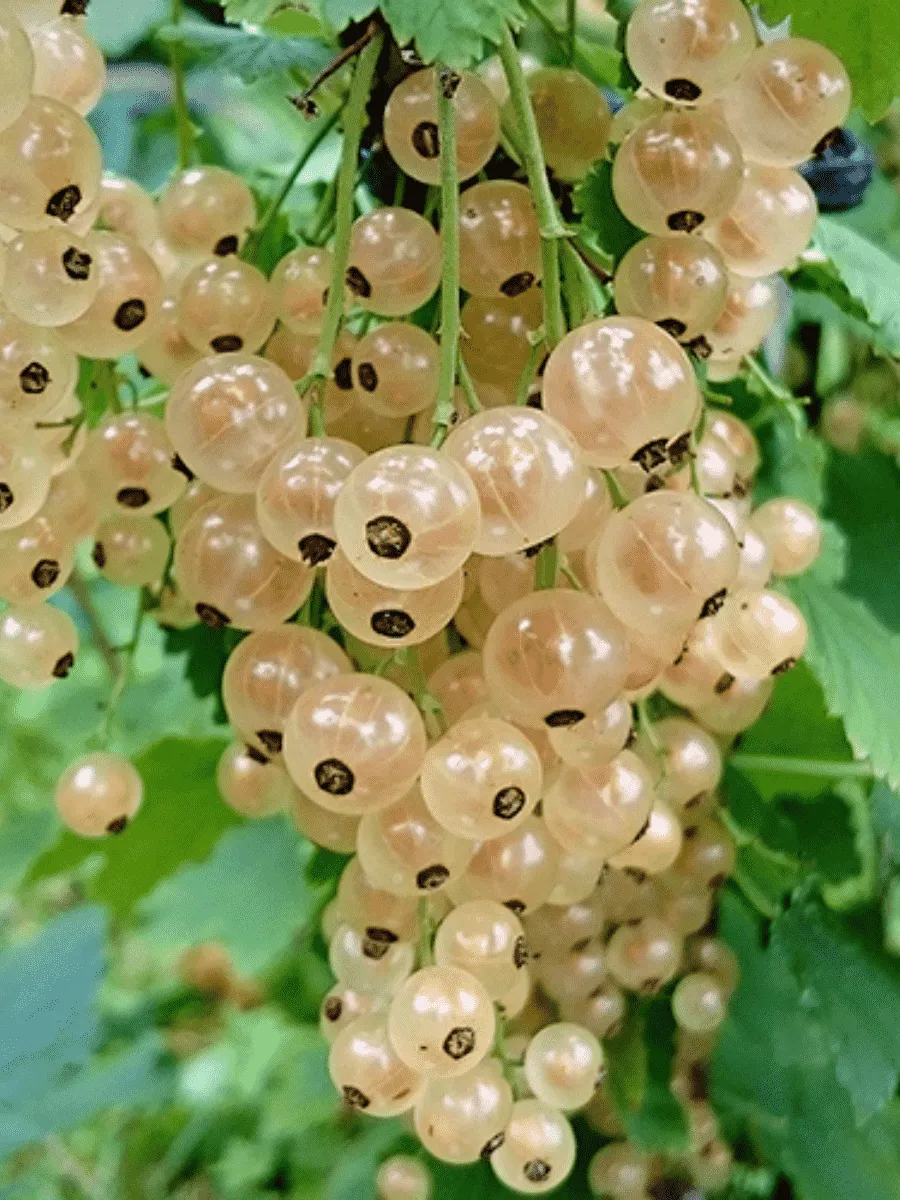 Смородина красная Witte Hollander Смородина красная Witte Hollander