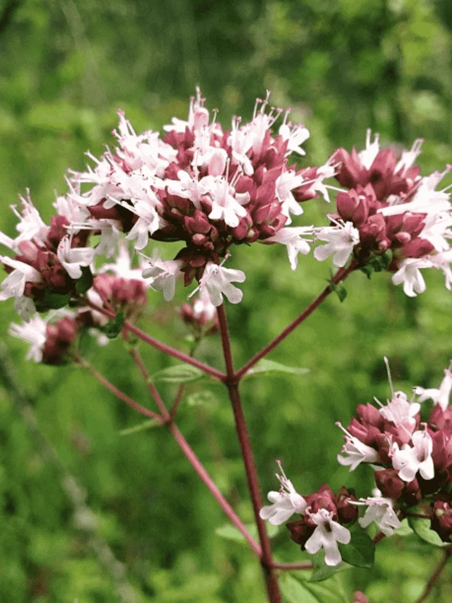 Душица аманская